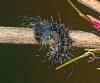 Lymantria dispar